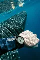 Promaster Dive Automatic image number 5